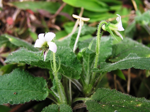 นางหงษ์ขน Viola curvistylis Boissieu & Gagnep.<br/>VIOLACEAE